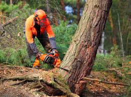 Best Tree Trimming and Pruning  in Cudahy, WI