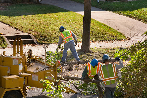 Best Tree Removal Service  in Cudahy, WI