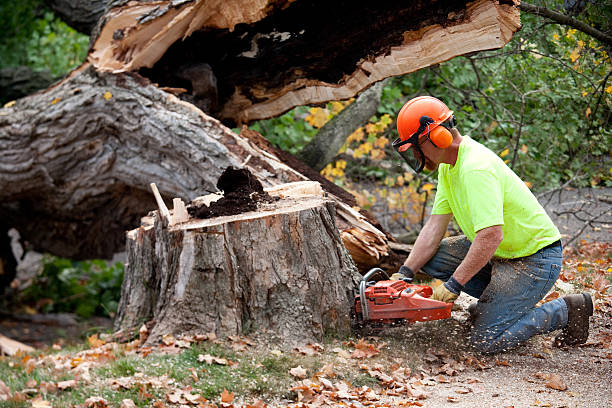 Best Landscape Design and Installation  in Cudahy, WI