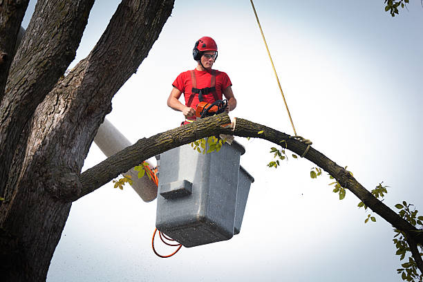 Best Tree Cabling and Bracing  in Cudahy, WI