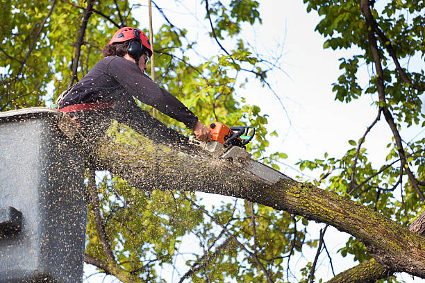 Cudahy, WI Tree Services Company